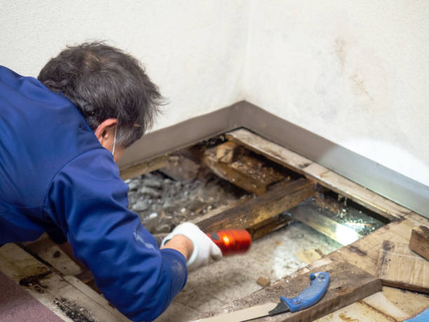 Best Mold Testing and Inspection Services in Port Washington, NY
