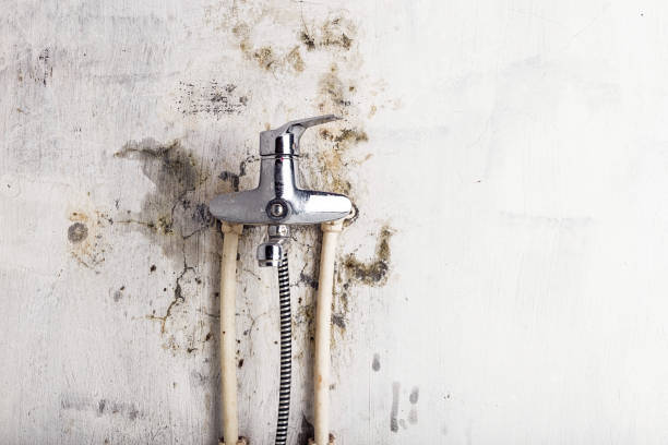 Best Kitchen Mold Remediation in Port Washington, NY