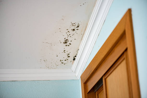Best HVAC Mold Remediation in Port Washington, NY