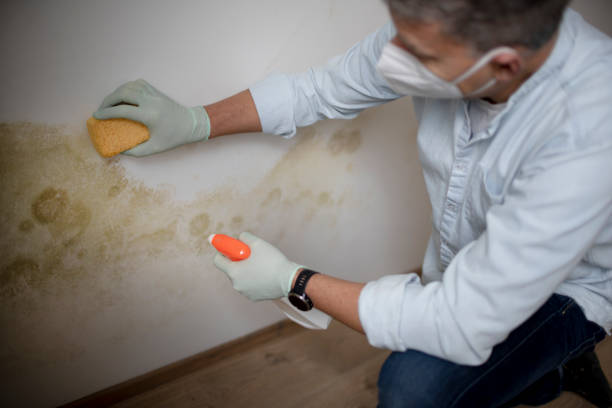 Best Bathroom Mold Remediation in Port Washington, NY